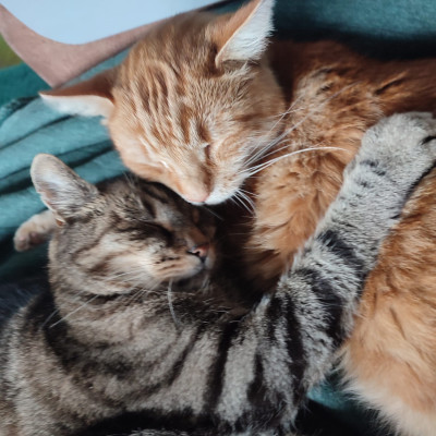 Unsere Katzen Tigger und Socke